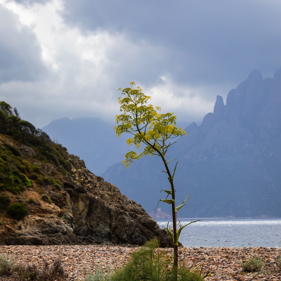 Corse, rivages et villages - photographie 8 par Michel Pachot
