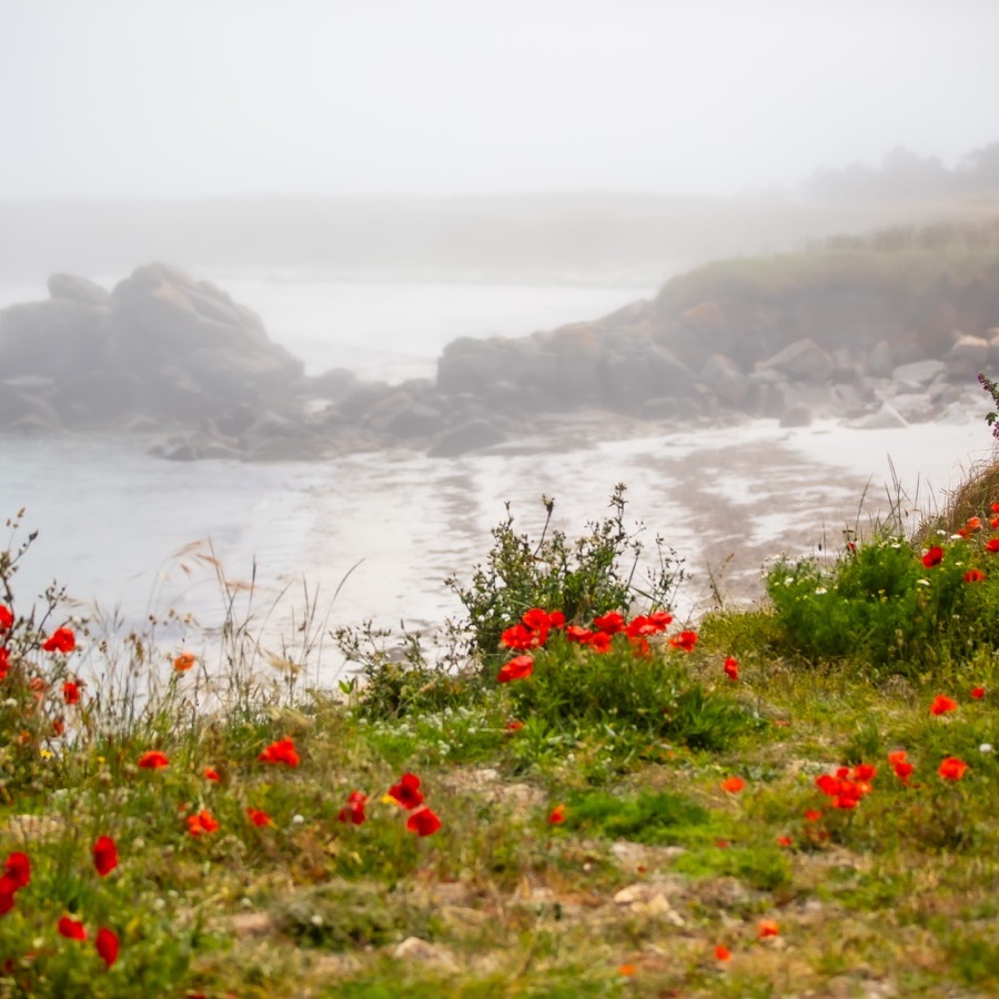 Bretagne, vents et matieres - photographie 21 par Michel Pachot