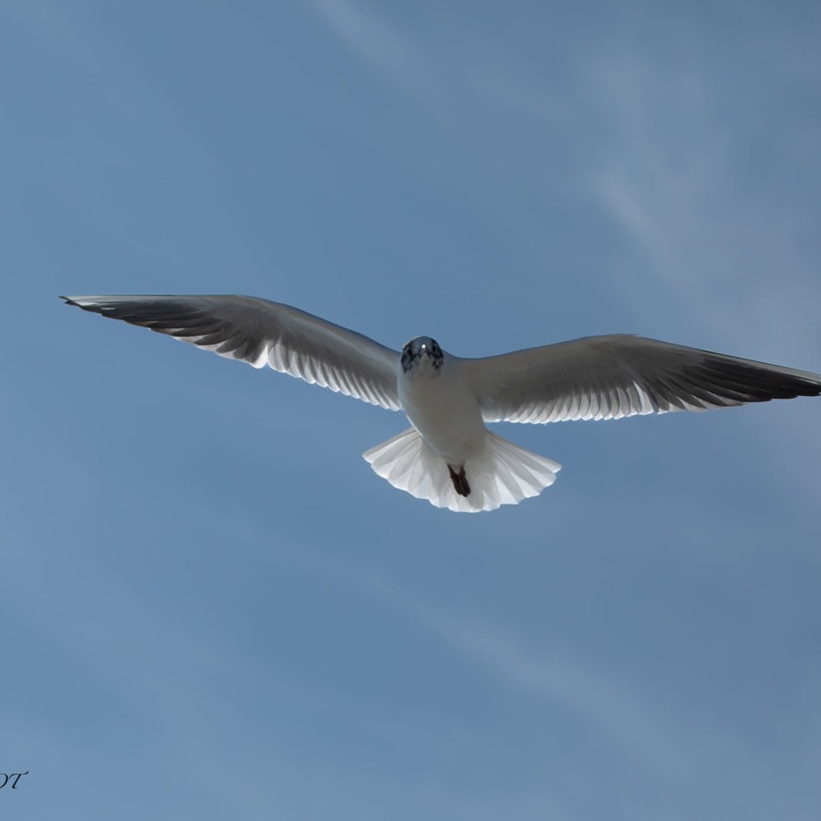 Camargue eternelle - photographie 34 par Michel Pachot
