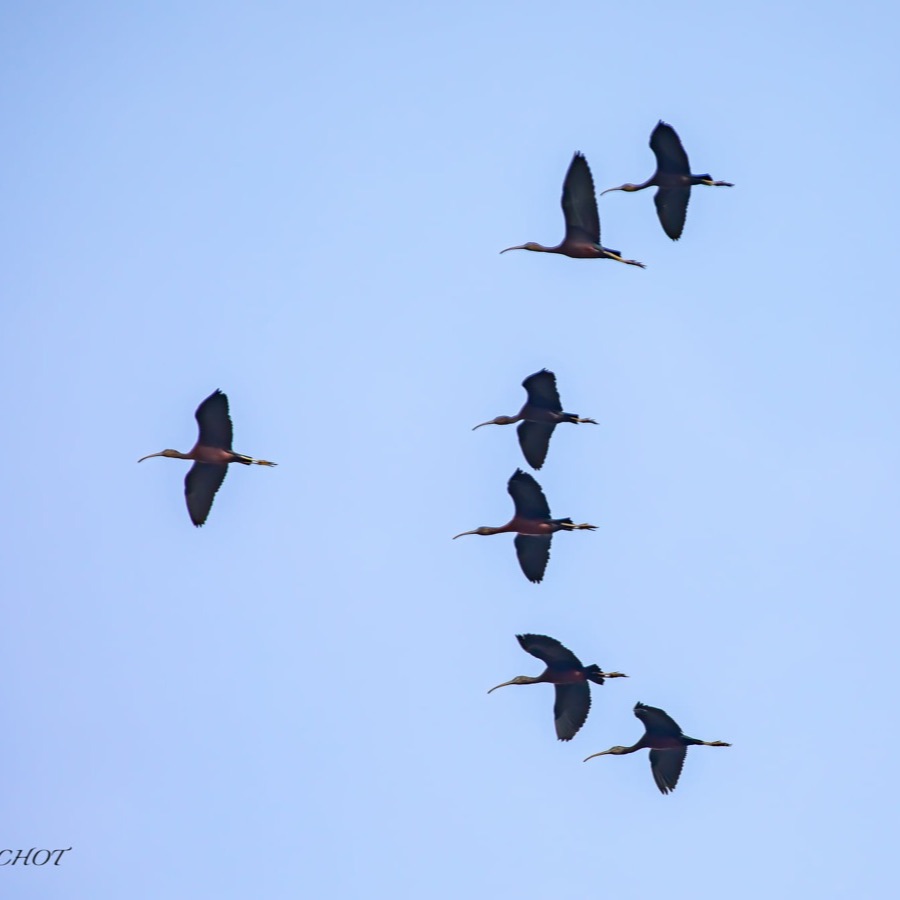 Camargue eternelle - photographie 31 par Michel Pachot