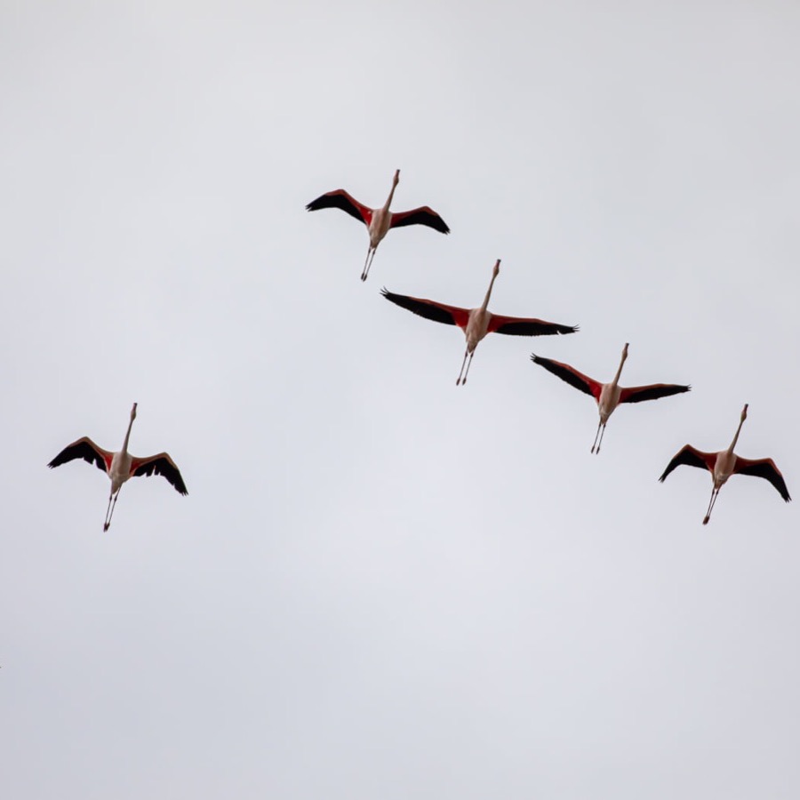 Camargue eternelle - photographie 33 par Michel Pachot