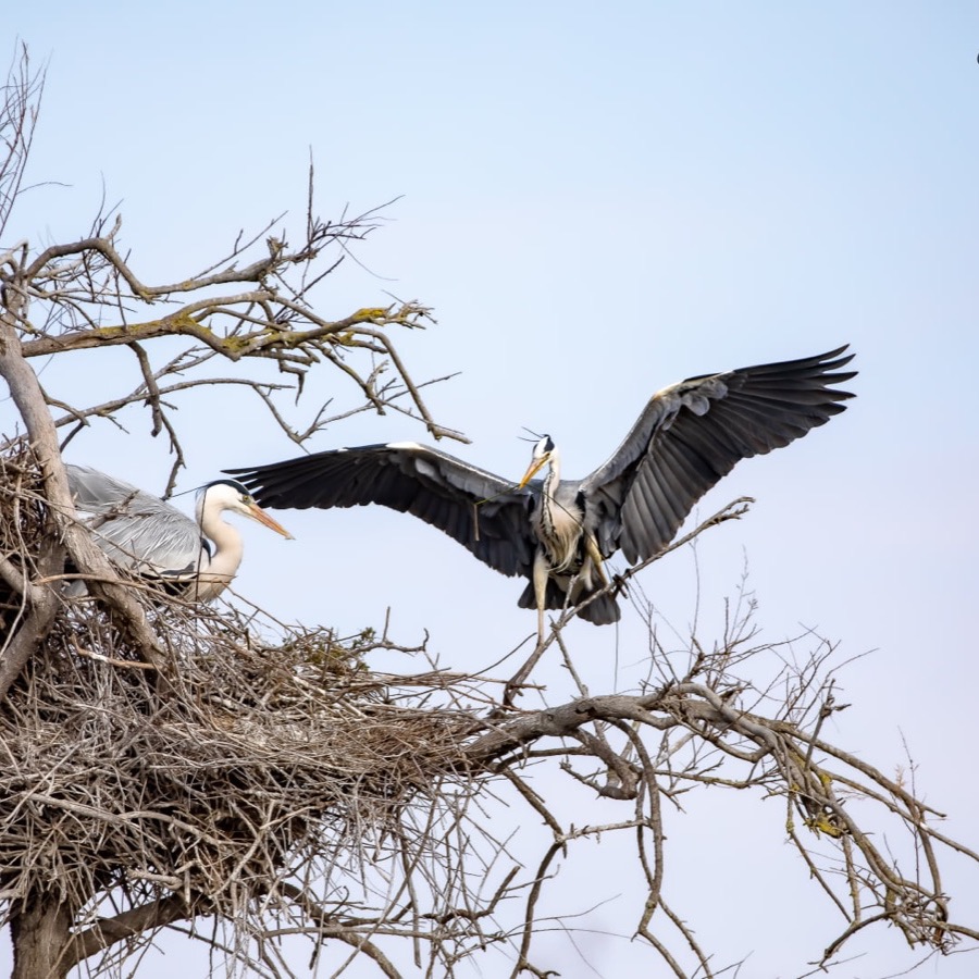 Camargue eternelle - photographie 24 par Michel Pachot