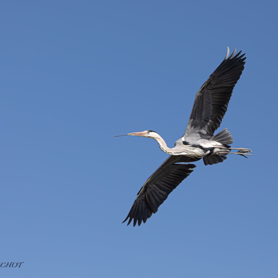 Camargue eternelle - photographie 29 par Michel Pachot