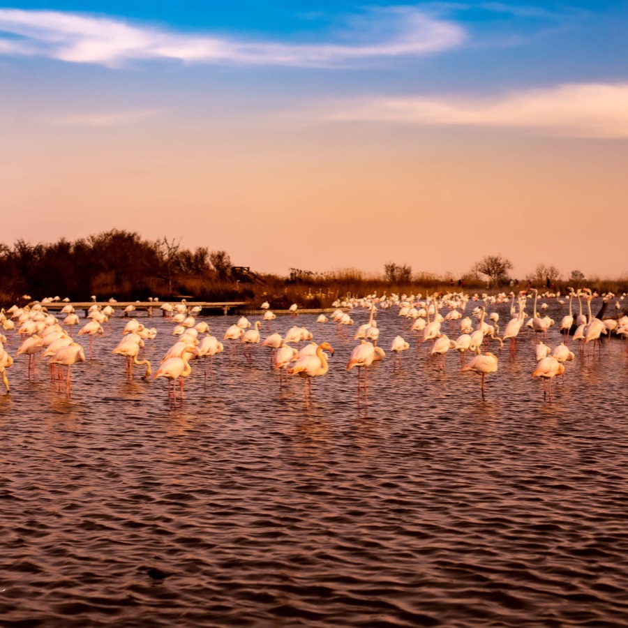 Camargue eternelle - photographie 21 par Michel Pachot