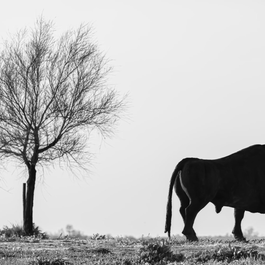 Camargue eternelle - photographie 18 par Michel Pachot