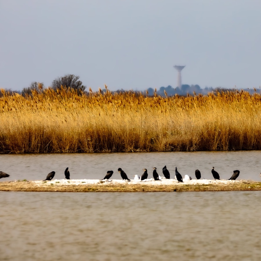 Camargue eternelle - photographie 26 par Michel Pachot