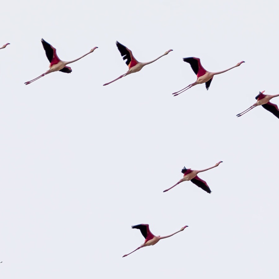 Camargue eternelle - photographie 19 par Michel Pachot