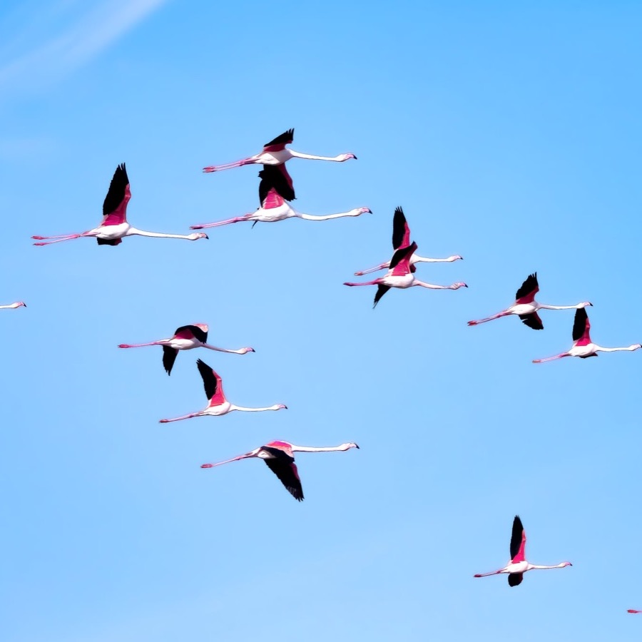 Camargue eternelle - photographie 17 par Michel Pachot