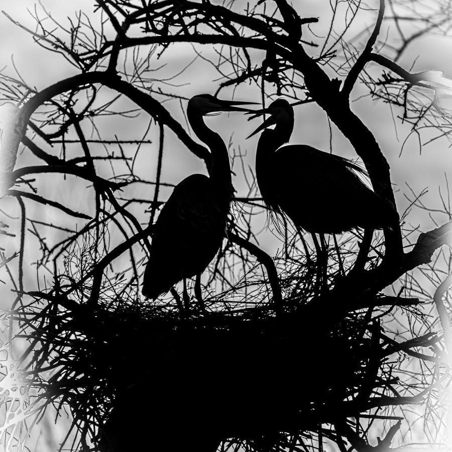 Camargue eternelle - photographie 15 par Michel Pachot