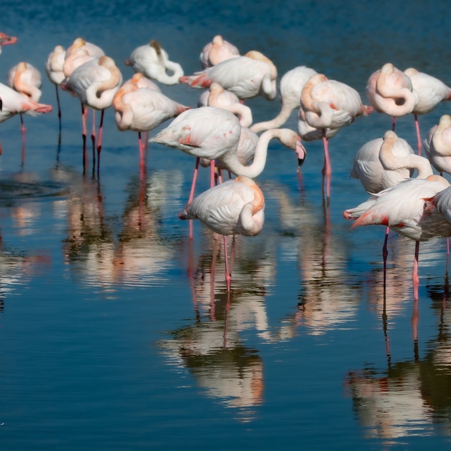 Camargue eternelle - photographie 13 par Michel Pachot