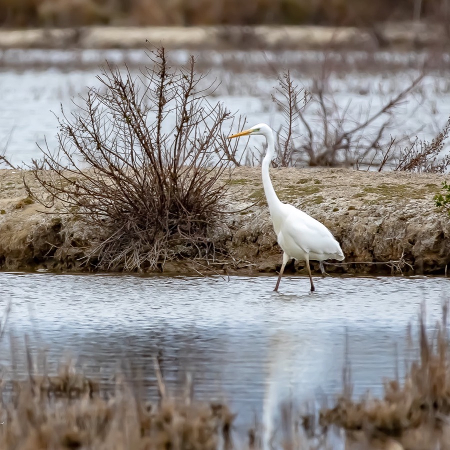 Camargue eternelle - photographie 11 par Michel Pachot