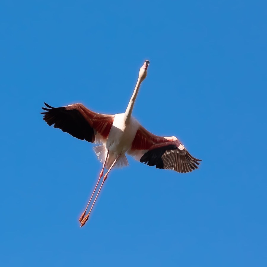 Camargue eternelle - photographie 25 par Michel Pachot