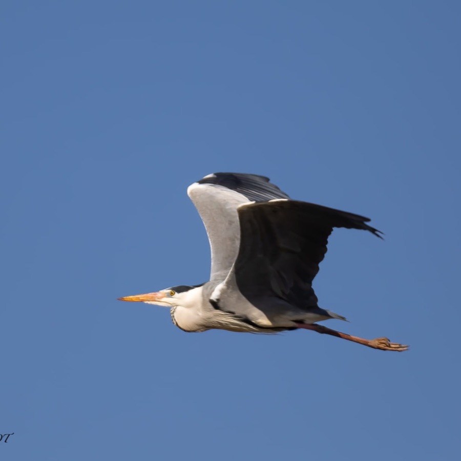 Camargue eternelle - photographie 30 par Michel Pachot