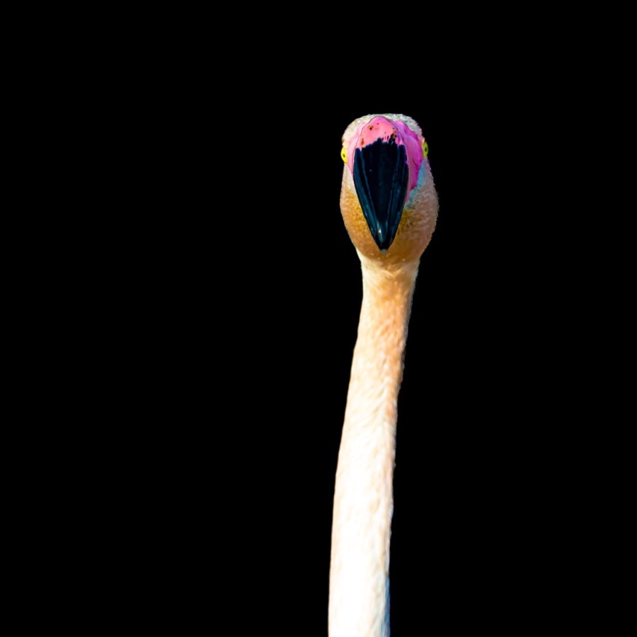 Camargue eternelle - photographie 14 par Michel Pachot