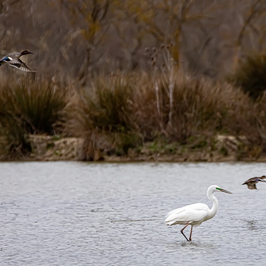 Camargue eternelle - photographie 10 par Michel Pachot