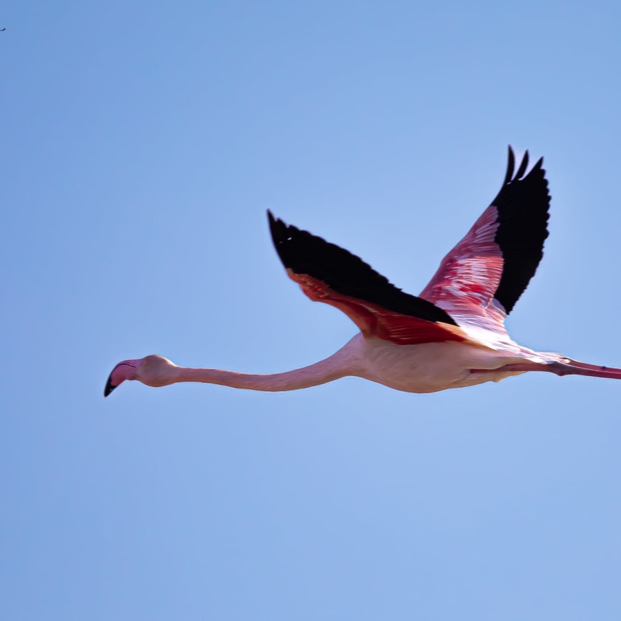Camargue eternelle - photographie 7 par Michel Pachot