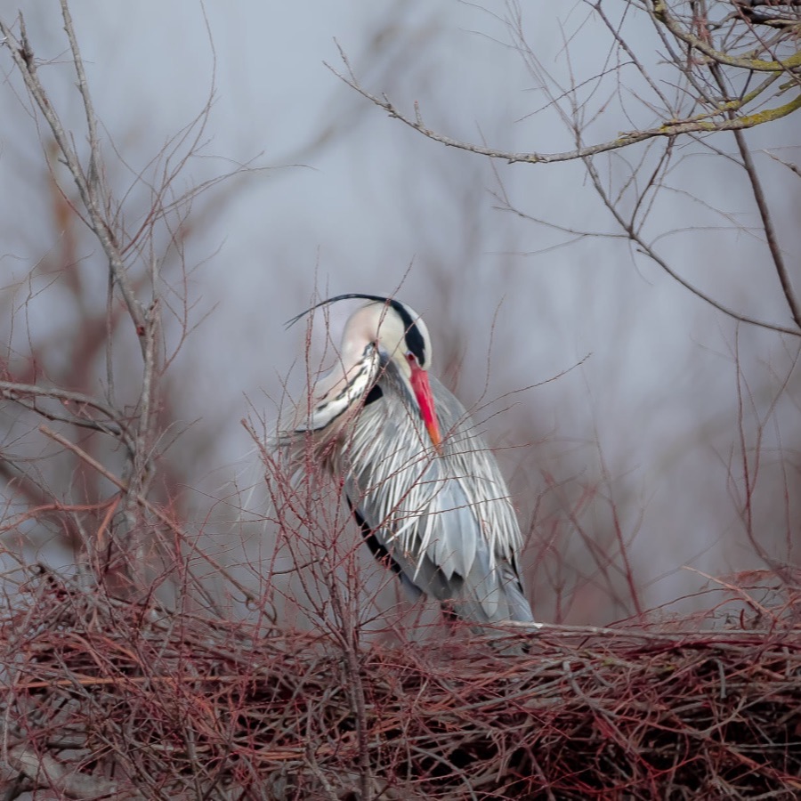 Camargue eternelle - photographie 5 par Michel Pachot