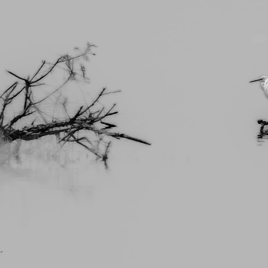 Camargue eternelle - photographie 6 par Michel Pachot