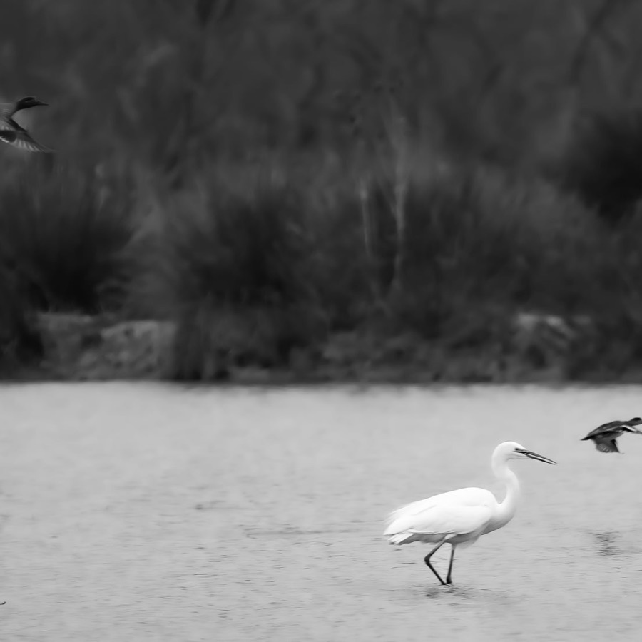 Camargue eternelle - photographie 9 par Michel Pachot