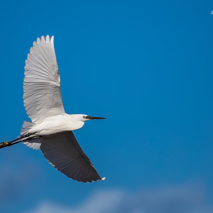 Camargue eternelle - photographie 8 par Michel Pachot