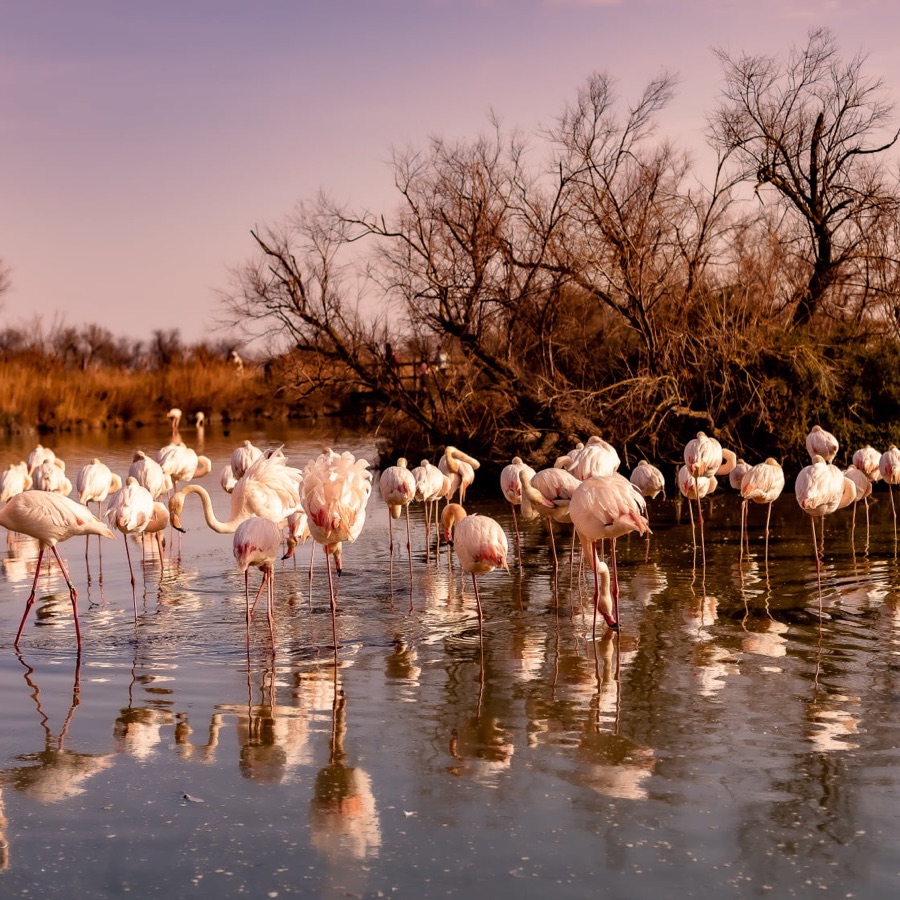 Camargue éternelle