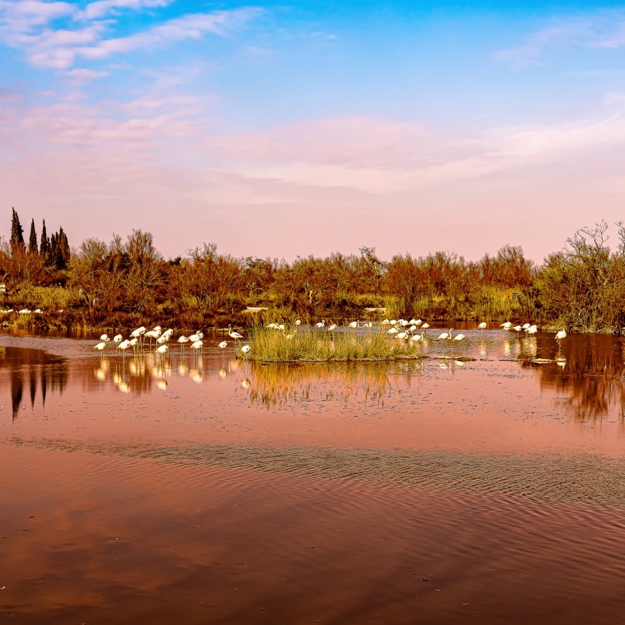 Camargue eternelle - photographie 3 par Michel Pachot