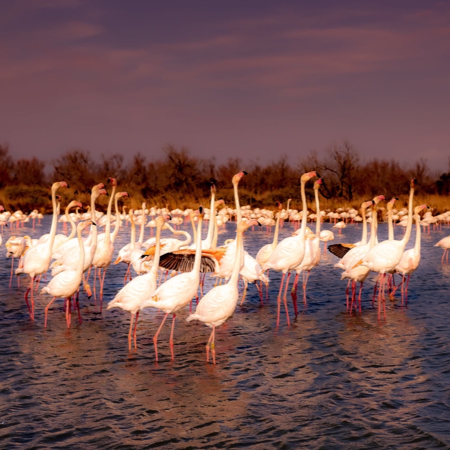 Camargue eternelle - photographie 2 par Michel Pachot