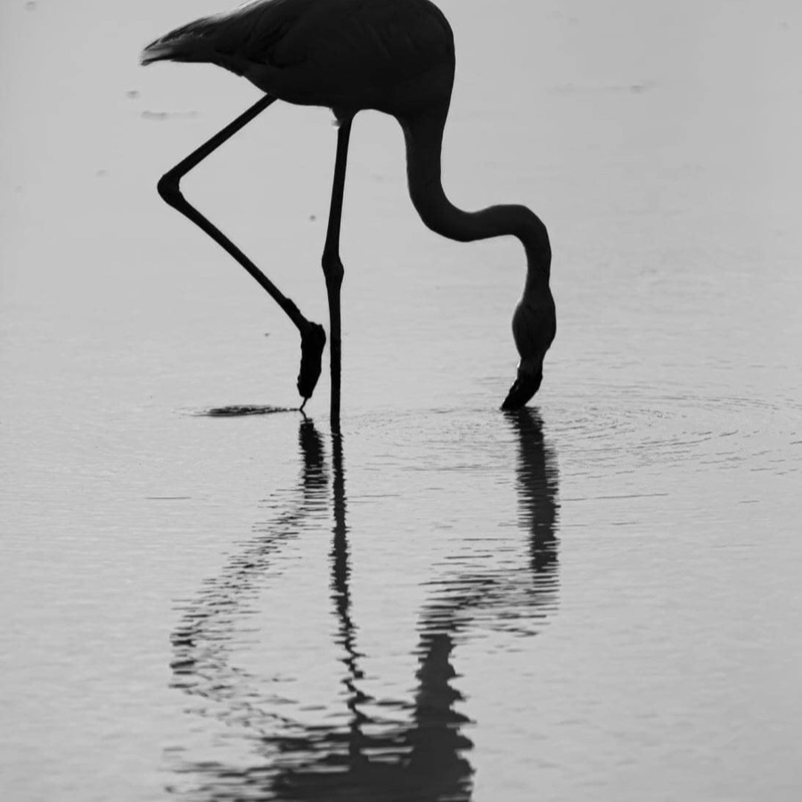 Camargue eternelle - photographie 4 par Michel Pachot