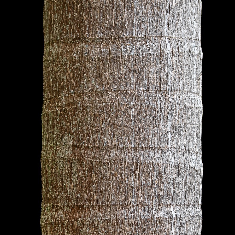 Madere, lignes insulaires - photographie 20 par Michel Pachot