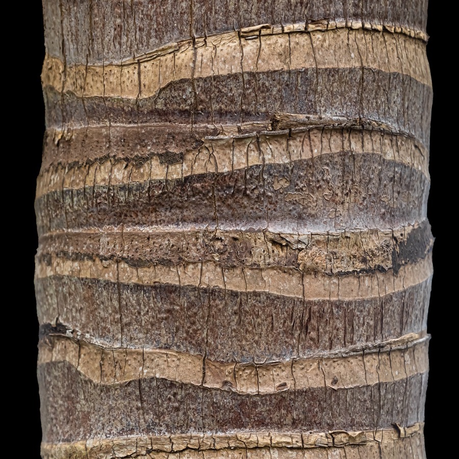 Madere, lignes insulaires - photographie 21 par Michel Pachot