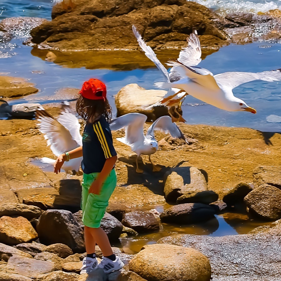 Oiseaux, elan et presence - photographie 2 par Michel Pachot