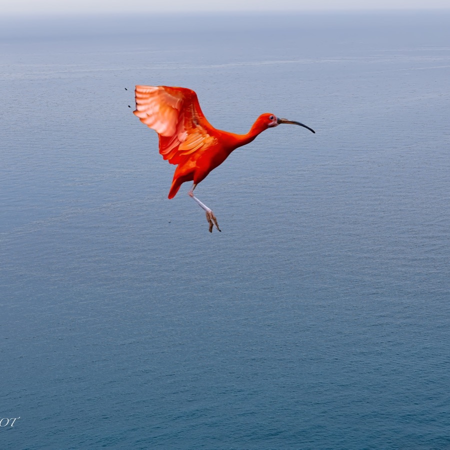 Oiseaux, elan et presence - photographie 9 par Michel Pachot