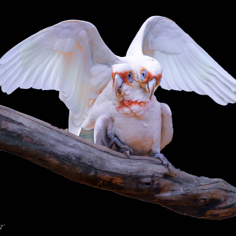 Oiseaux, elan et presence - photographie 10 par Michel Pachot