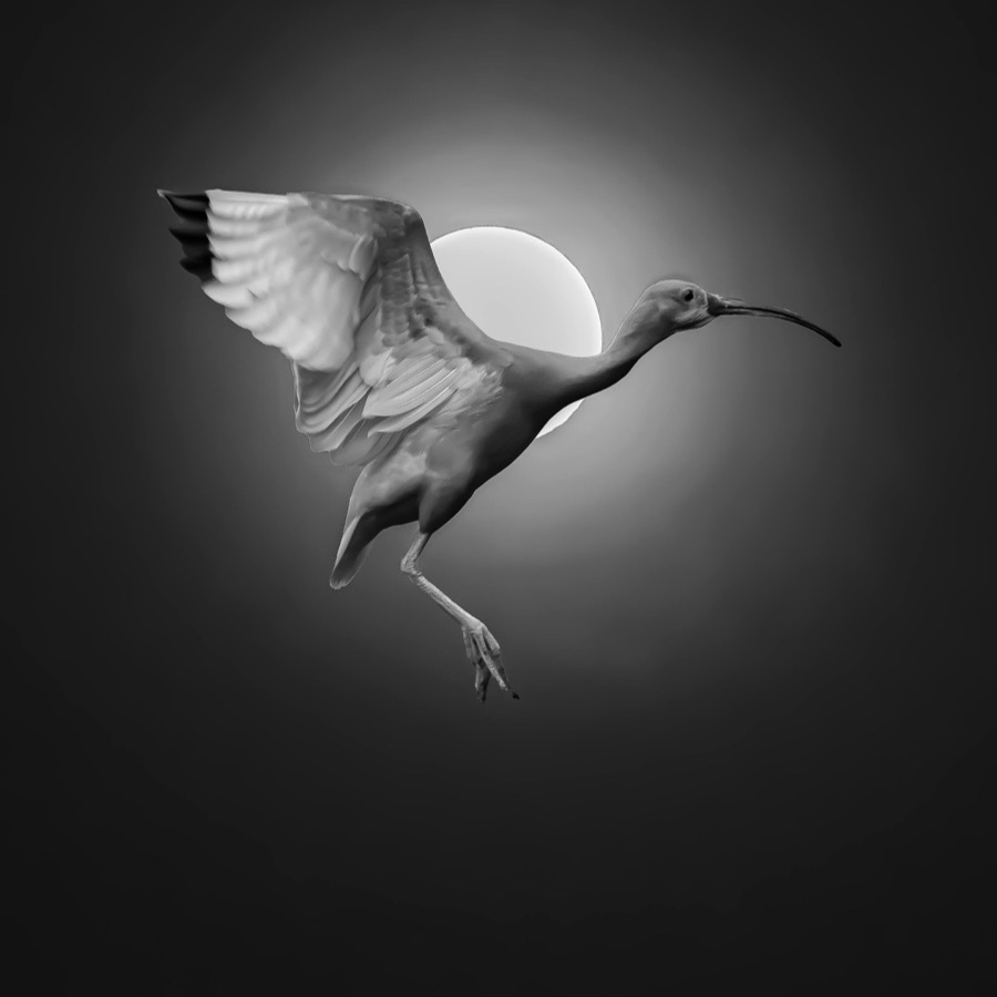 Oiseaux, elan et presence - photographie 11 par Michel Pachot