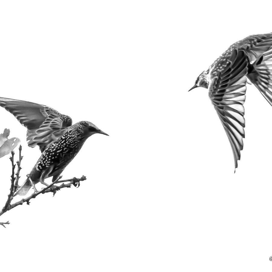Oiseaux, elan et presence - photographie 6 par Michel Pachot