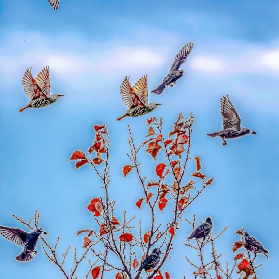Oiseaux, elan et presence - photographie 8 par Michel Pachot