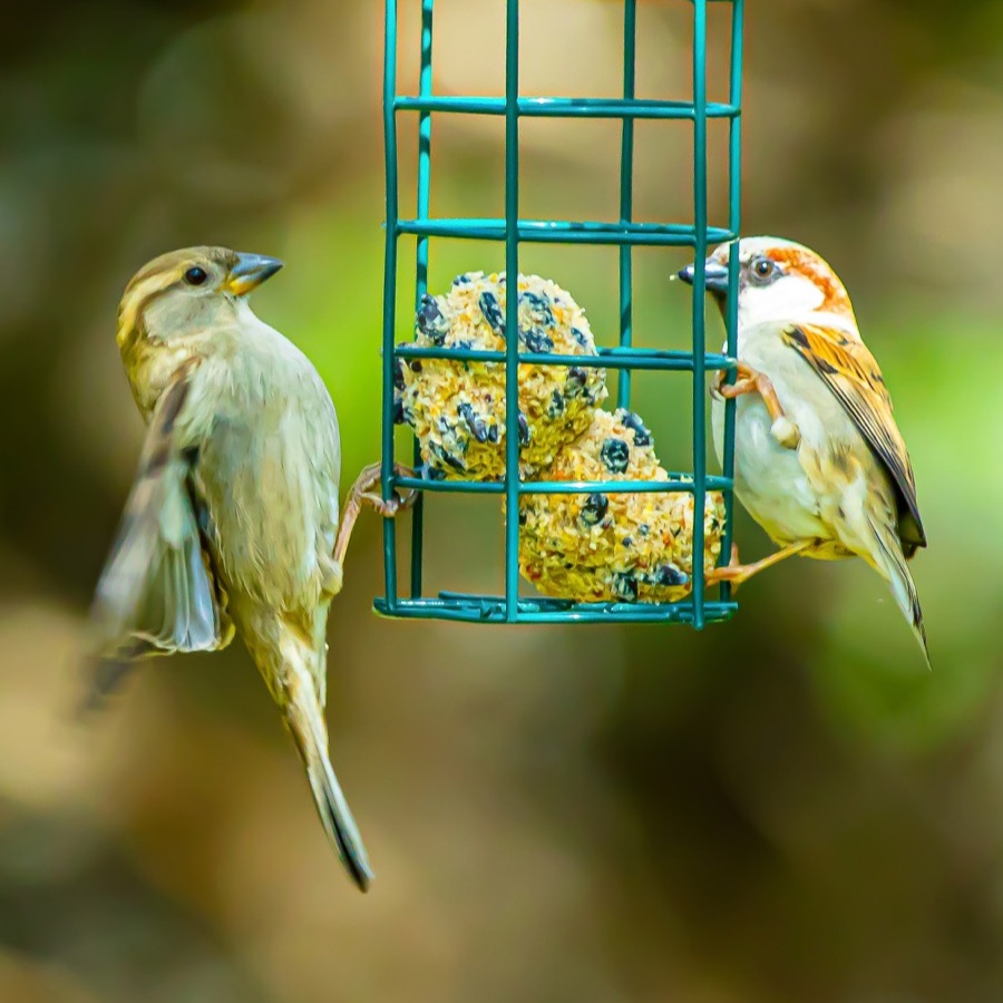 Oiseaux, elan et presence - photographie 13 par Michel Pachot