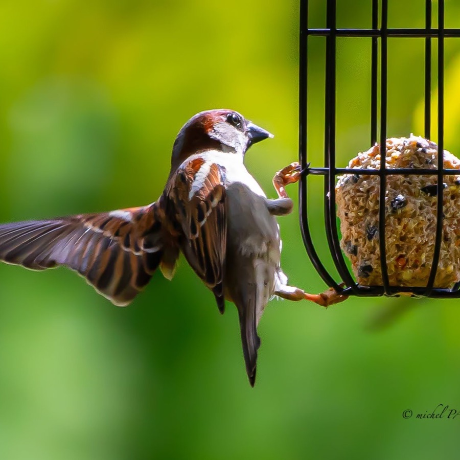Oiseaux, elan et presence - photographie 12 par Michel Pachot