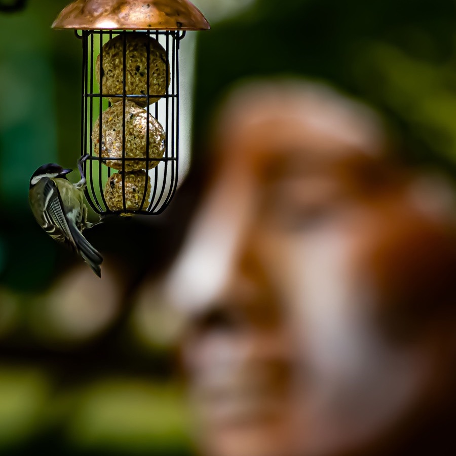 Oiseaux, elan et presence - photographie 14 par Michel Pachot