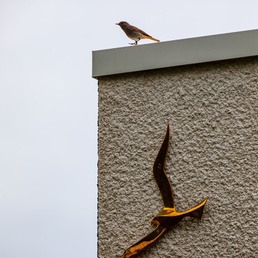 Oiseaux, elan et presence - photographie 17 par Michel Pachot