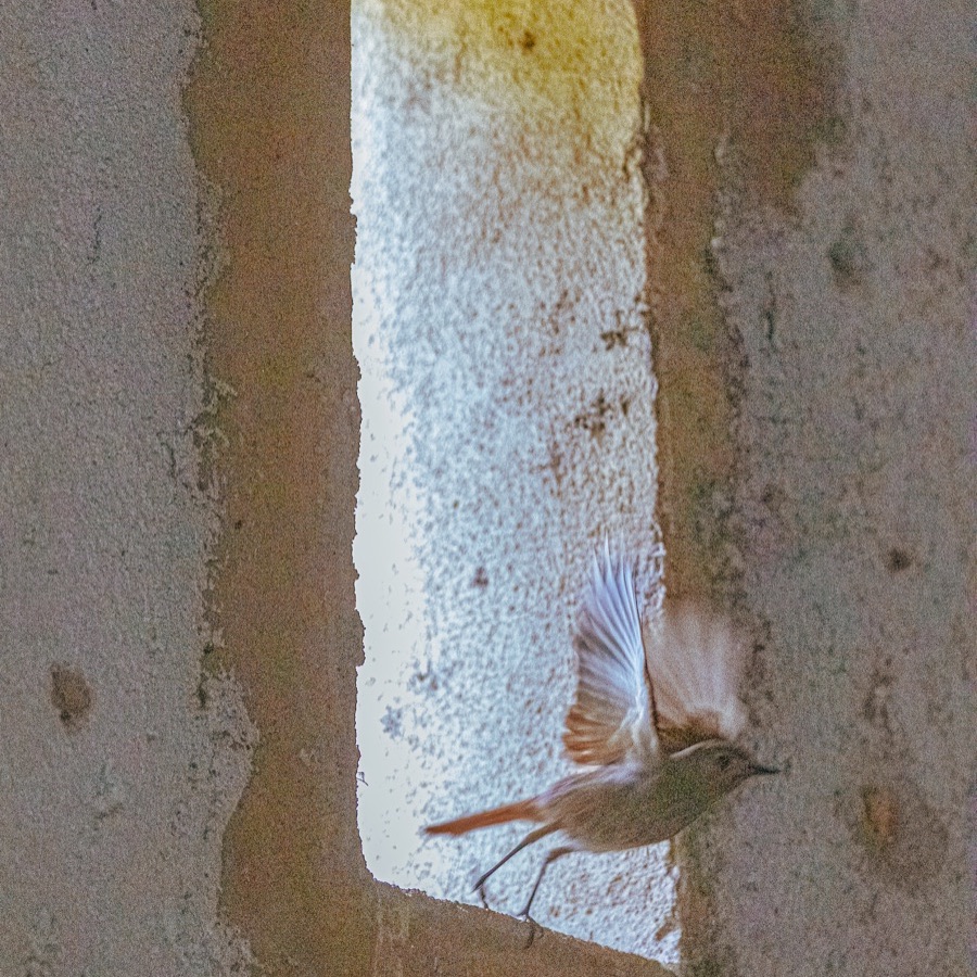 Oiseaux, elan et presence - photographie 18 par Michel Pachot