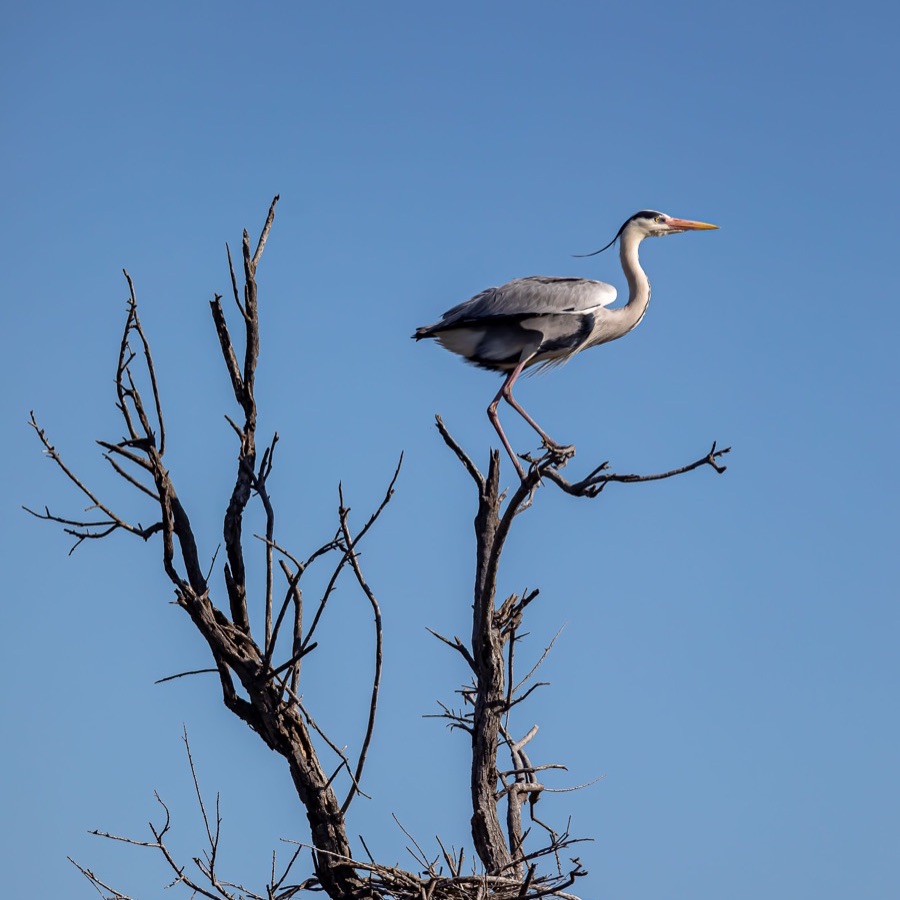 Oiseaux, elan et presence - photographie 4 par Michel Pachot