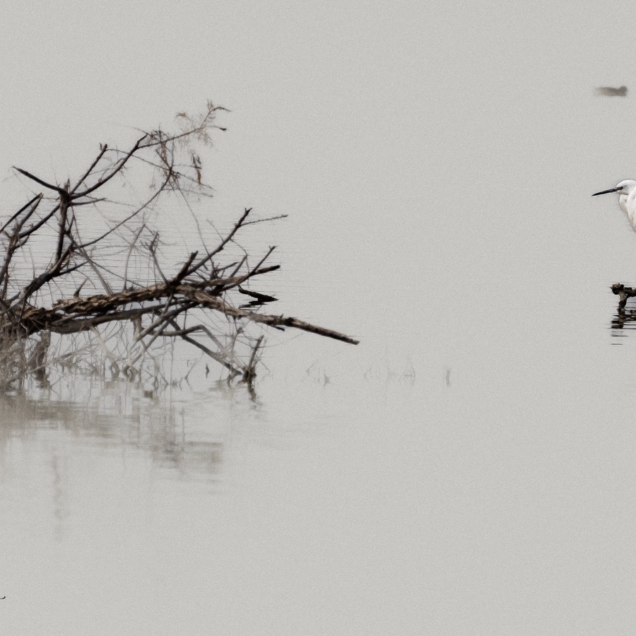 Oiseaux, elan et presence - photographie 5 par Michel Pachot