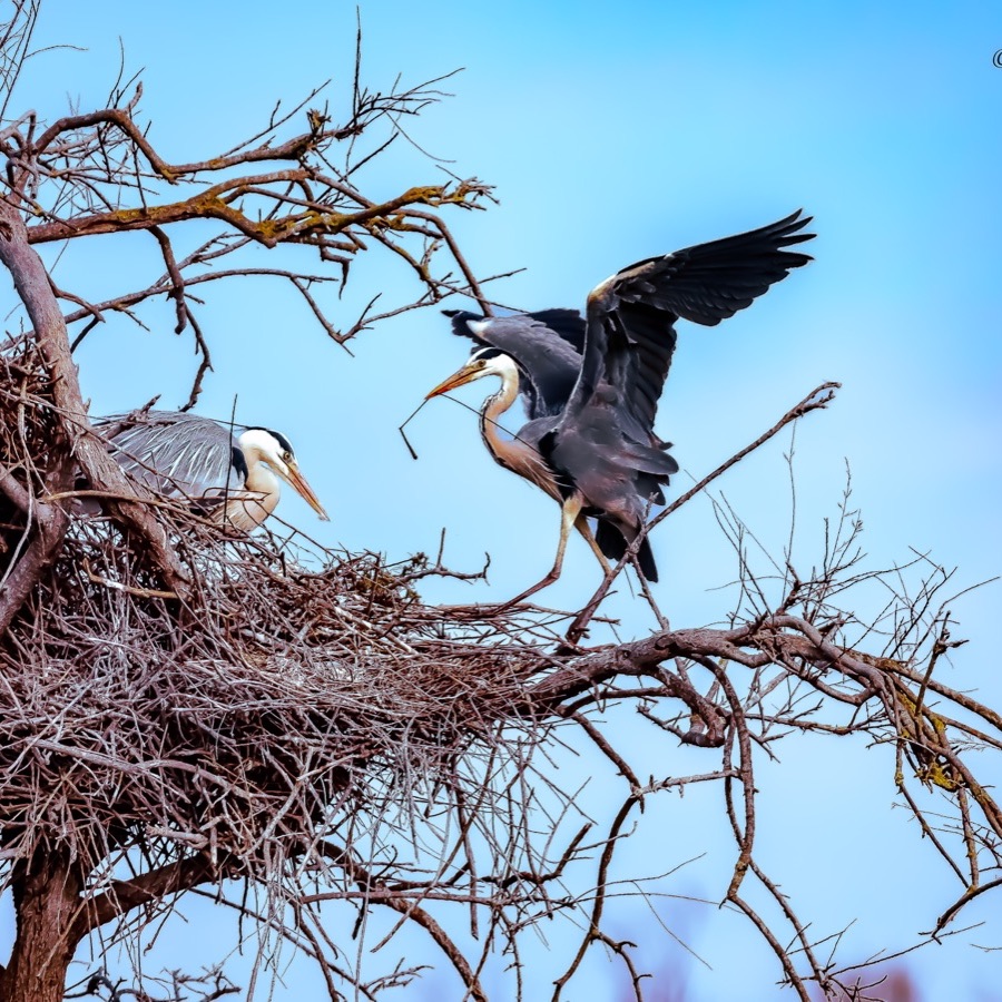 Oiseaux, elan et presence - photographie 7 par Michel Pachot