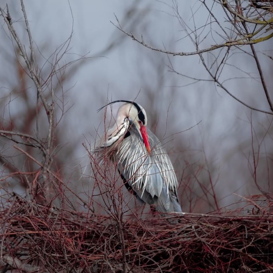 Oiseaux, elan et presence - photographie 3 par Michel Pachot