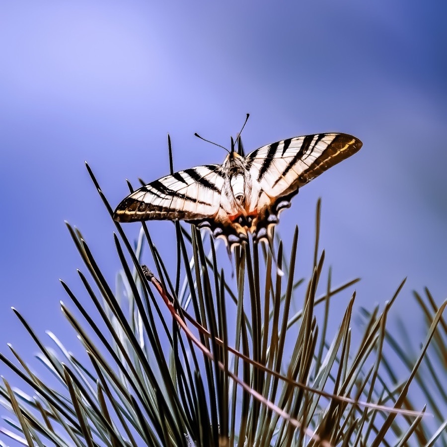 Papillons au crepuscule - photographie 16 par Michel Pachot