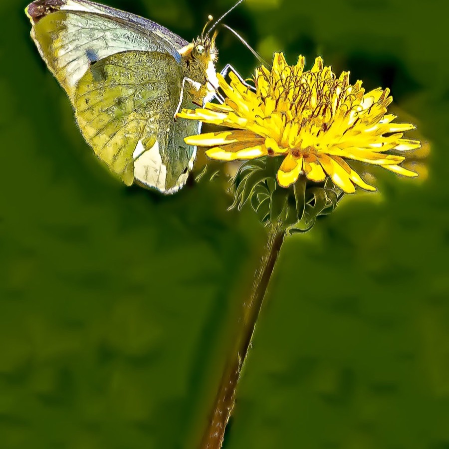 Papillons au crepuscule - photographie 27 par Michel Pachot