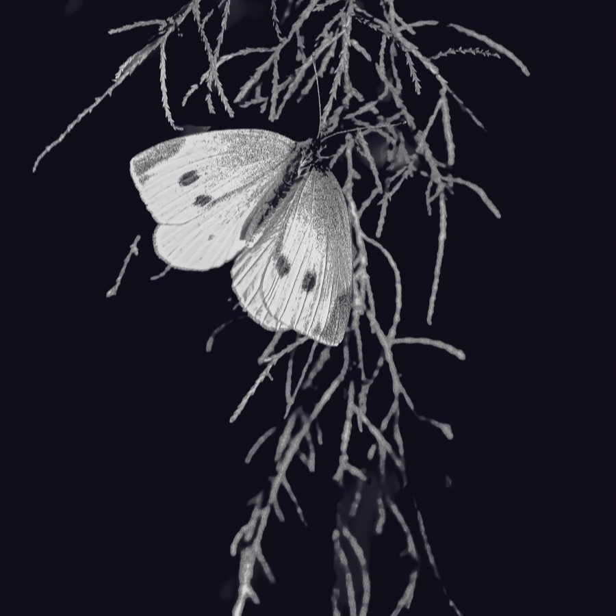 Papillons au crepuscule - photographie 18 par Michel Pachot