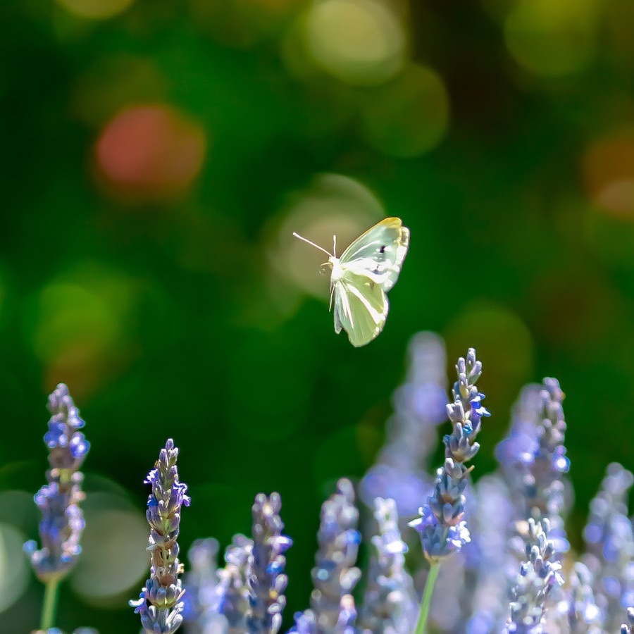 Papillons au crepuscule - photographie 6 par Michel Pachot