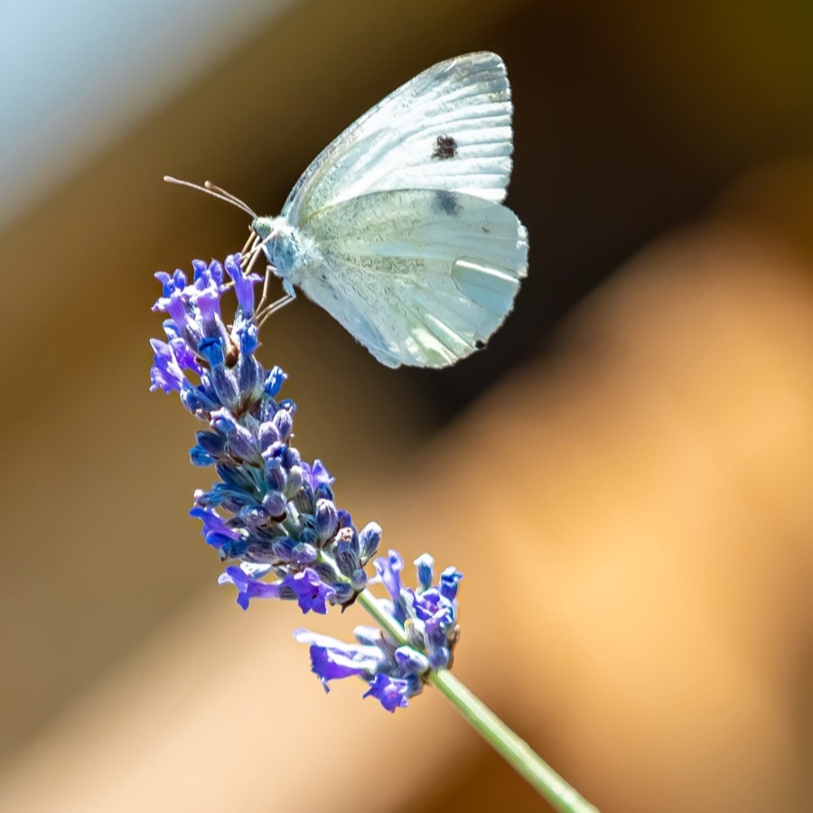 Papillons au crepuscule - photographie 7 par Michel Pachot